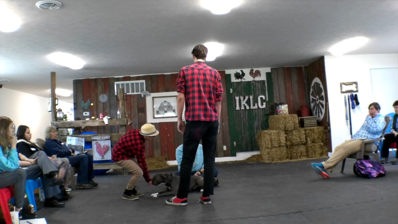 Гэри Уилкс, Post Bonker, кликер-дрессировка, основательная дрессировка собак породы К9