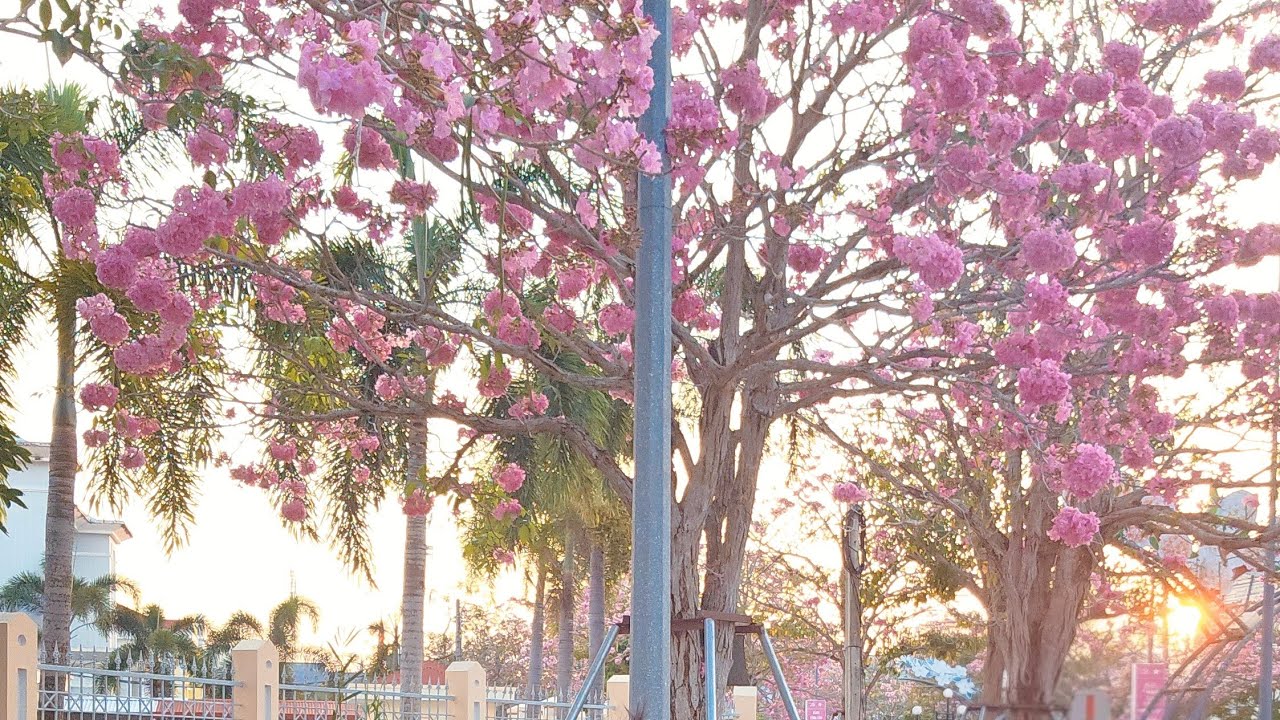 Đường hoa kèn hồng đã nở đẹp lắm  cả nhà ơi