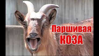 Худшая и Лучшая коза года/Подготовка коз к зиме/Первые покрытия