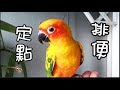 【精鵡瘋雲】【吞雲吐霧】鸚鵡定點排便的訓練方法！