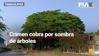 ¡¿Derecho de sombra?! Criminales en Tamaulipas cobran a familias por árboles en sus casas