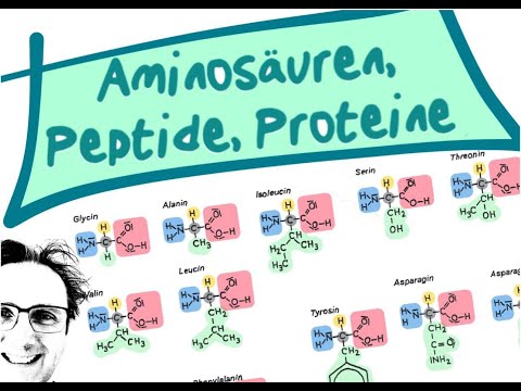 Video: Unterschied Zwischen Peptid Und Protein