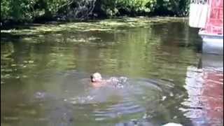 Swiming with gators...