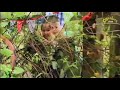 CBeebies Australia Continuity 4th December 2013 