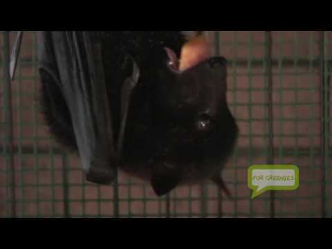 Flying Fox (Fruit Bat) Recovery After Netting Inci...