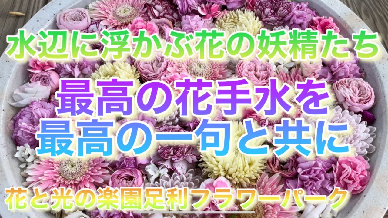 水辺に浮かぶ花の妖精たち Youtube