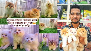 Calico Persian Cat And | বাই কালার পার্সিয়ান ক্যাট কিনুন অফার প্রাইজে