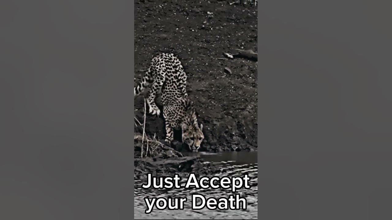 Cheetah Attitude status | Cheetah Edits. #shorts #edit - YouTube