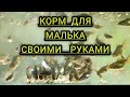 Корм для подрастающего малька своими руками