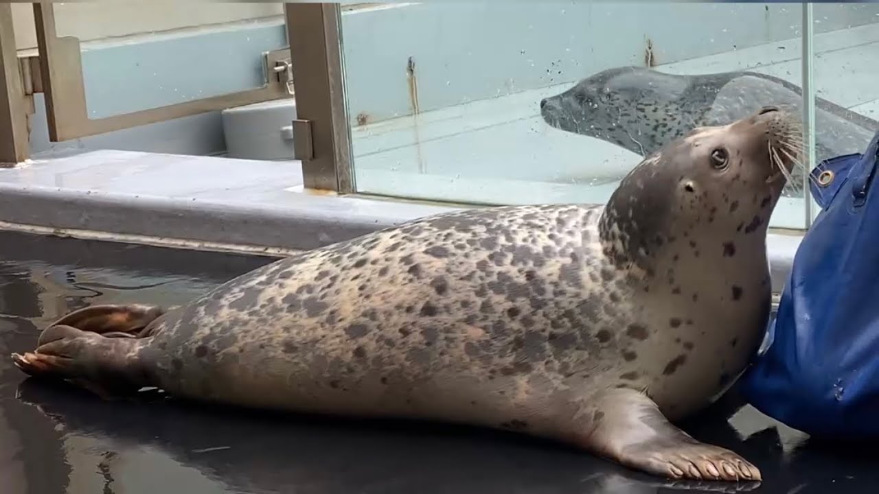アザラシの赤ちゃん〔生後3ヶ月〕ジェット君の食事タイムと