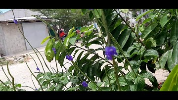 Cây đuôi chuột công dụng chữa bệnh tim mạch .hũu nhân 888