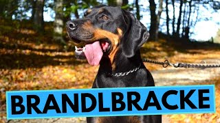 Brandlbracke Dog Breed  Facts and Information  Austrian Black and Tan Hound