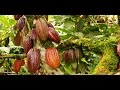 El suelo y el Clima favorecen los cultivos de Cacao - TvAgro por Juan Gonzalo Angel