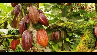 Soil and climate favor cocoa crops - TvAgro by Juan Gonzalo Angel screenshot 5