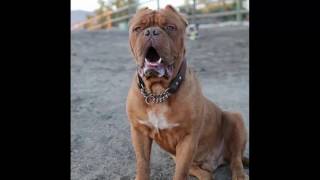 The Story About Hooch The Most Incredible Dog On The Planet