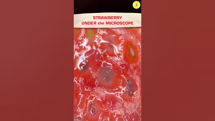 What Happens to Rotten Strawberries at 1000x Magnification | TULO - Microscope #shorts #microscope