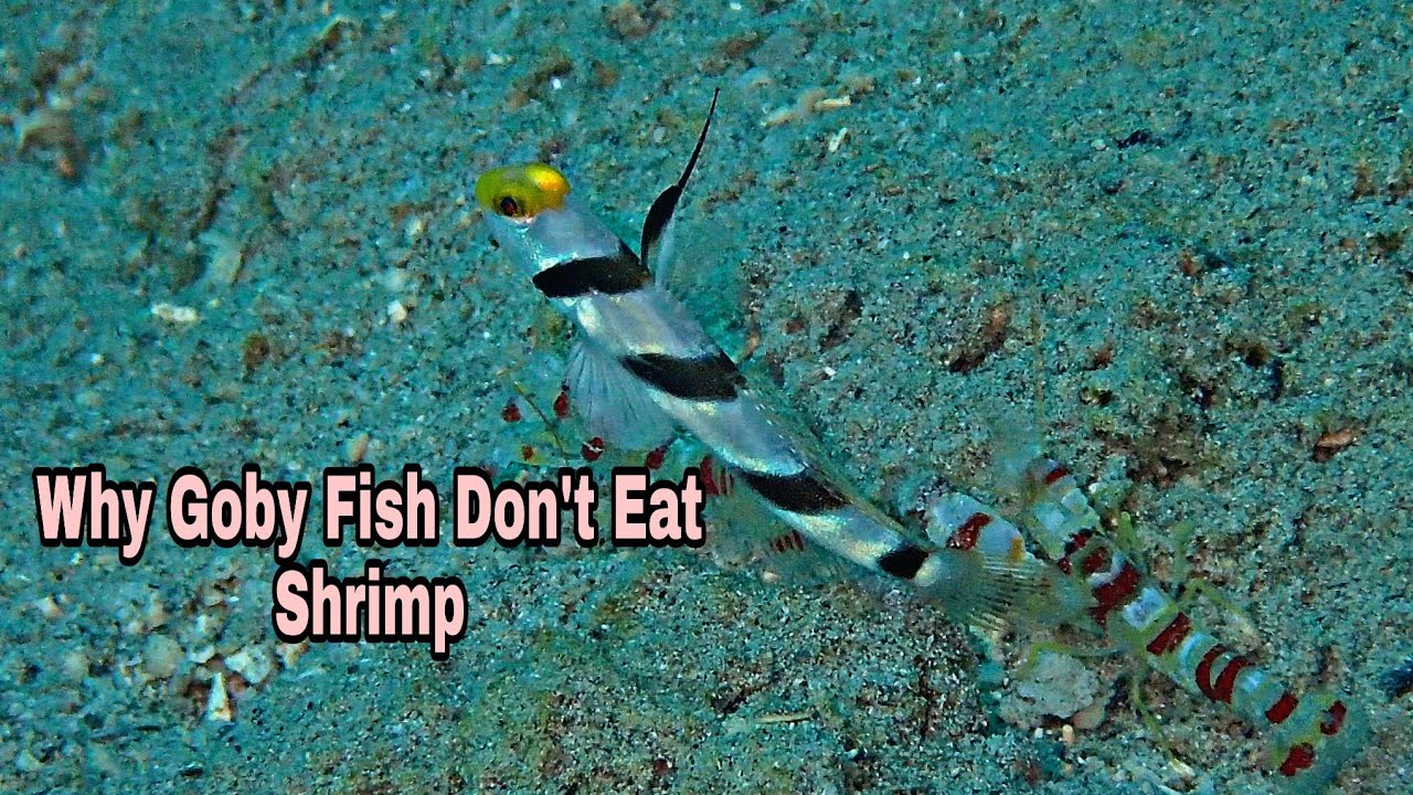 Why Goby Fish Don't Eat Shrimp YouTube