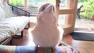Cutest Kookaburra Video! Flying fluff balls ride the arm bus!
Subscribe for weekly Aussie bird videos! 🦜
In the most adorable kookaburra video ever, these flying fluff balls ride the arm bus outside and make the cutest growls.
If you would like to support Australian wildlife and the production of future videos you can buy me a $1 coffee here: www.buymeacoffee.com/bboa
50% of the funds will be donated to various wildlife charities and the other 50% will go towards production costs of future videos allowing me to create higher quality videos showcasing a wider range of Australian animals.
Weve donated $200 to Wildlife Victoria, $200 to North Queensland Wildlife, $100 to A Better Life for Foster Kids, $400 to rare genetic diseases + $728 donated from our amazing fans.
Please check with your local wildlife experts before offering any food to the native wildlife in your area. What I offer these birds is an occasional treat and only a tiny portion of their overall diet.
More information can be found at these resources:
https://www.brisbanebirdvet.com.au/wp-content/uploads/Good-Practice-when-Feeding-Wild-Birds.pdf
https://www.wombaroo.com.au/wp-content/uploads/2020/12/Wombaroo-Bird-Booklet.pdf
Backyard Birds of Australia Cute Birb Videos Cutest Kookaburra Video! Flying fluff balls ride the arm bus!