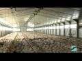 Polli da carne allevati a terra - SPEROTTO SPA.mpg