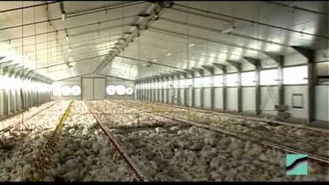 Quanto costa un pollo da allevamento?