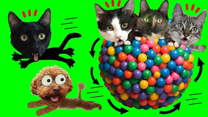 Video 9821251: best cats dogs, cat games, kitty playing, kitten funny