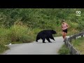 Au canada un ours sapproche dune joggeuse