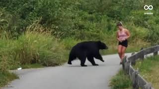 Au Canada, un ours s'approche d'une joggeuse
