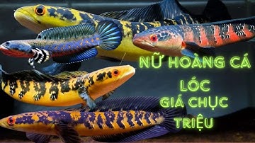 Cá Lóc Cảnh Indo Giá Hàng Chục Triệu Đồng Tại Việt Nam