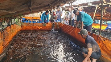 Phụ Bác 8 Thu Hoạch Lươn Cái Kết Trúng 2 Con Lươn  Bạch Bất Ngờ.Góc Làng Quê#815