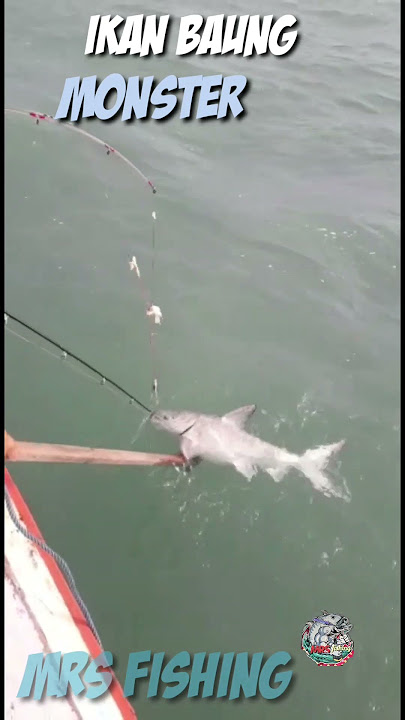 strike ikan baung monster#MRSfishing#shorts