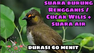 suara burung Rengganis / Cucak Wilis + suara air