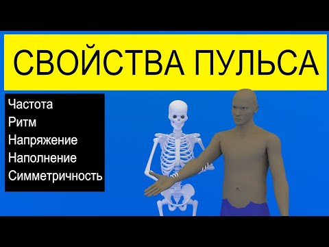 Основные свойства пульса | Medanatfarm