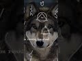 if you are an animal it's super magical #music #therian #therianthropy #animals