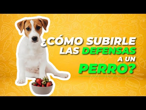 Video: El sistema inmune del perro