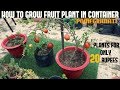 How To Grow Fruits in Pots| Pomegranate With Full Updates