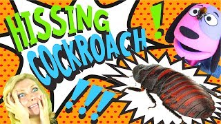 Bugs for Kids | HISSING COCKROACH His Screaming Cockroach