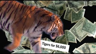 Tiger Smuggler Sentenced To Six Months | San Diego Union-Tribune