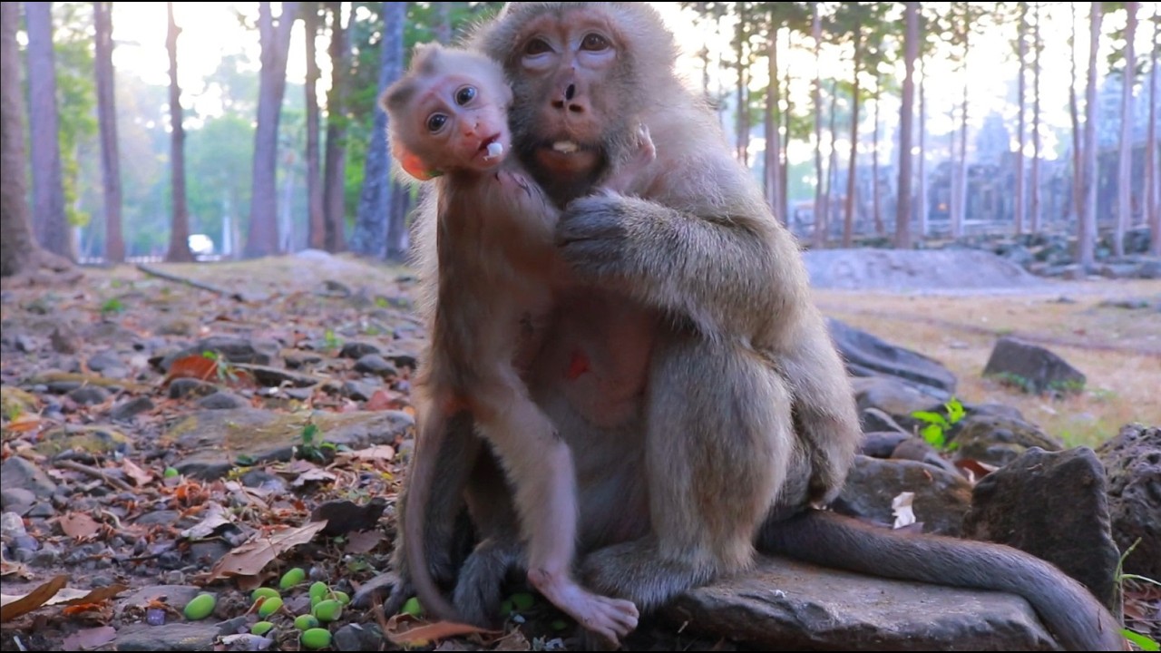 Amazing Lovely Sweeties Briana's Offspring