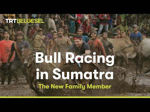 Bull Racing in Sumatra | The New Family Member