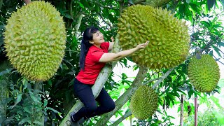 How to Harvest Durian, Goes To The Market Sell - Harvesting and Cooking | Tieu Vy Daily Life