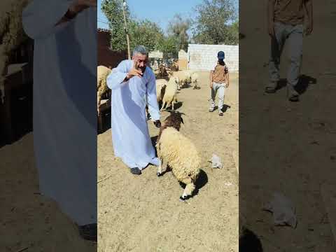 مش عااايزين حد يزعل والناس توصلها المعلومه تااابع01203435008 ـ 01223509706 