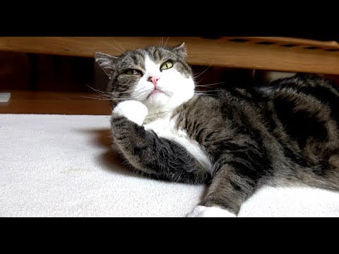 きびなごとまるとはな。-Silver stripe round herrings and Maru&Hana