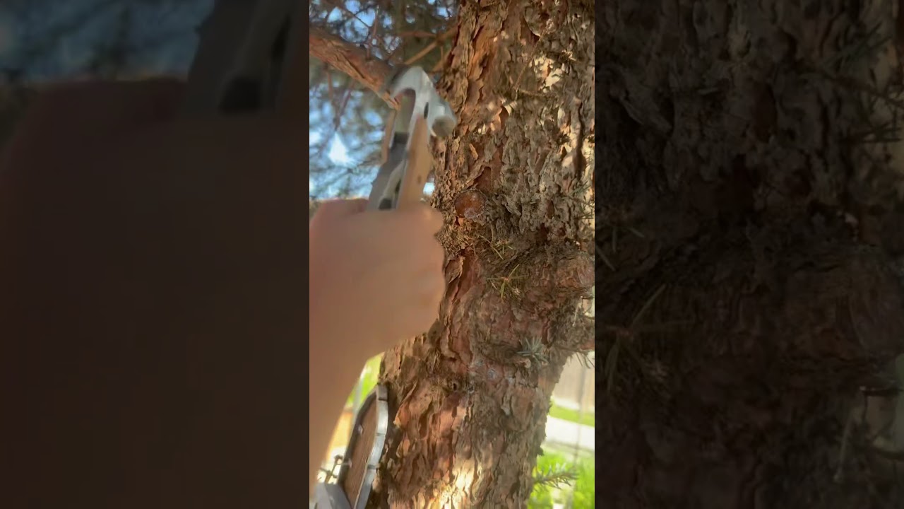 Another fairy door is up!  On the old blue spruce!