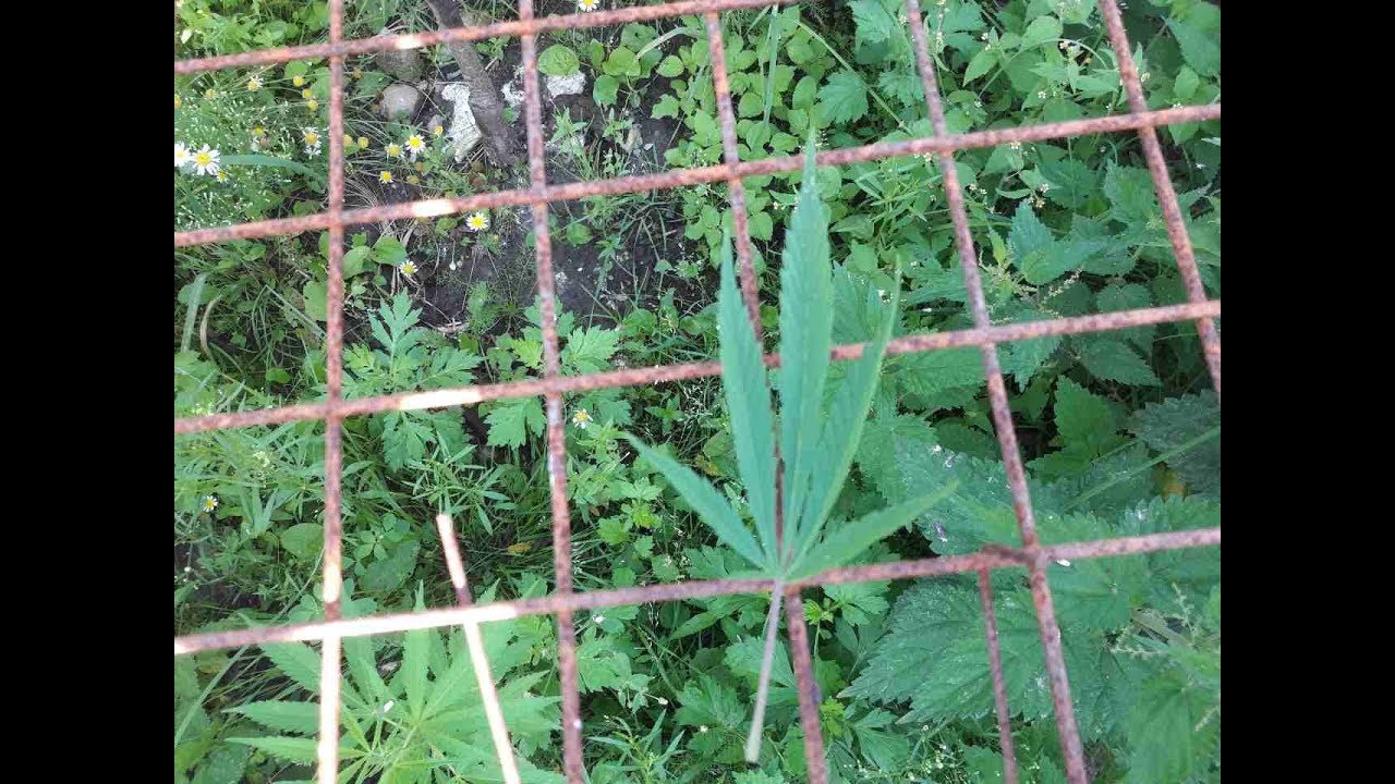 Под Багратионовском полицейские ликвидировали плантацию конопли