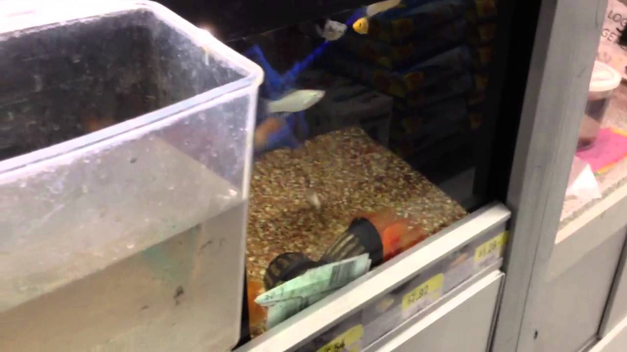 WalMart Fishing YouTube