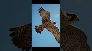 #dubailfe #музыкаонлайн #facts #world #instrumental #automobile #top #news #music #geography #dubaid