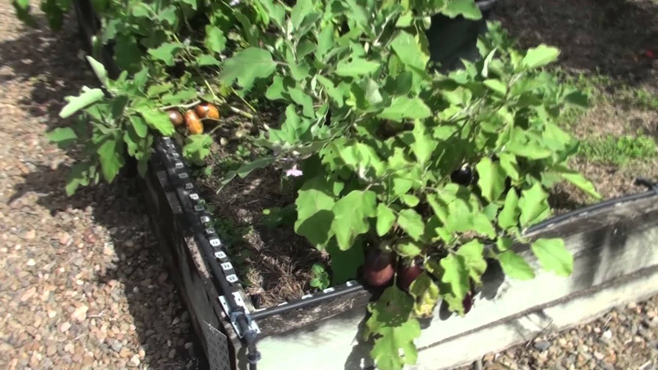 seedlings thinning Top Self Seeding FREE & Easy Food Plants from the Vegetable Garden