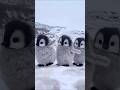 three little cute 🥰 baby 🍼 penguin 🐧😻#short#cute#babypenguin#trending#cute#viral