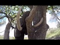 JABU THE ELEPHANT | LIVING WITH ELEPHANTS | BOTSWANA | SANCTUARY