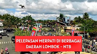 SERUUU‼️ Acara Pelepasan Burung Merpati Di Berbagai Daerah di Lombok - NTB